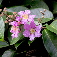 Close-up of purple Banaba leaf flowers with green leaves — one of MyPowerVita's key active ingredients.