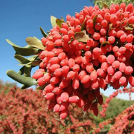 Close-up of red Berberine berries on a bush with a blue sky background — one of MyPowerVita's key active ingredients.