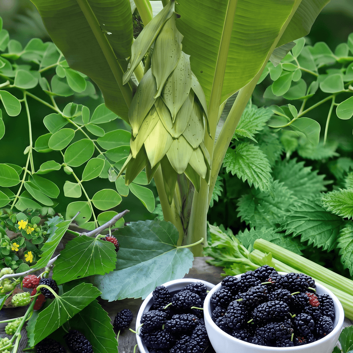 Fresh black mulberries in two white bowls, surrounded by green leaves and stems in a garden setting.